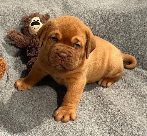 regalo bellissimi maschi e femmine dogue de bordeaux cuccioli per natale