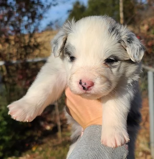 adorabili cuccioli di border collie femminucce e maschietti disponibili per natale .