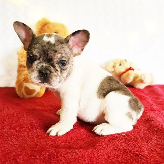 adorabile bulldog francese cuccioli introvabili cuccioli di bulldog francese intelligenti e dolcissi | Foto 0
