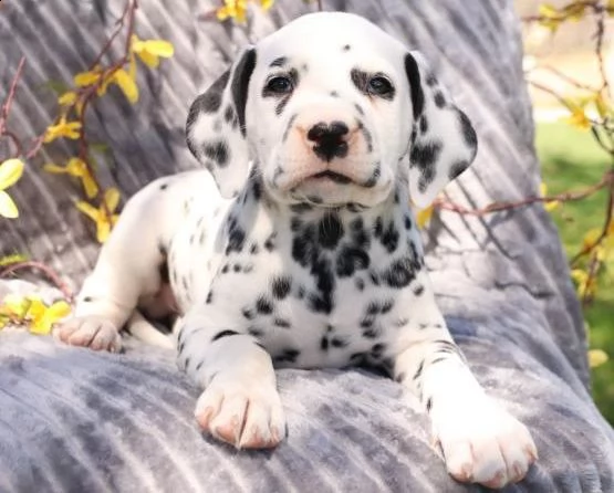 dalmata cuccioli