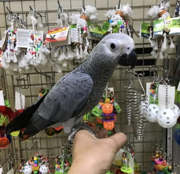 pappagalli neonati e adulti per natale | Foto 2