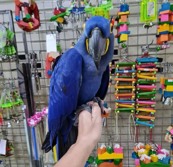 cucciolo di pappagallo grigio africano e altri pappagalli in adozione. | Foto 0