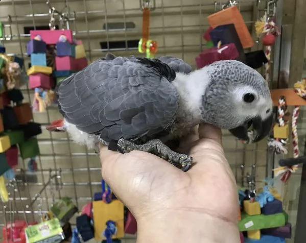 cucciolo di pappagallo grigio africano e altri pappagalli in adozione.