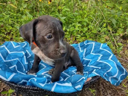 regalo adorabili cuccioli  dobermann  femminucce e maschietti per natale gratuita