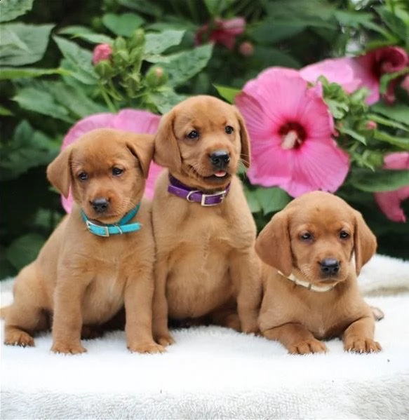 disponibili bellissimi cuccioli di labrador retriever 