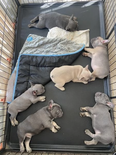 bellissimi cuccioli di bulldog francese