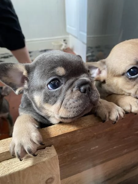 bellissimi cuccioli di bulldog francese | Foto 0