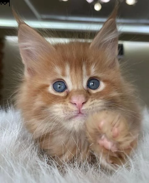 gattini maine coon disponibili.