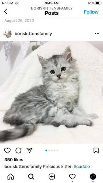 gattini maine coon disponibili. | Foto 0