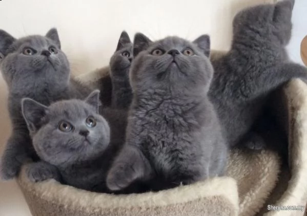 disponibili gattini british shorthair