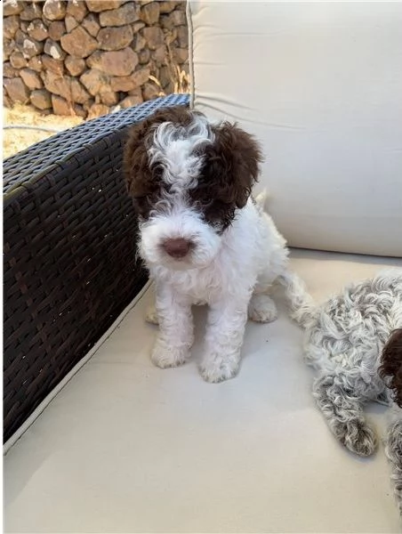 regalo lagotto romagnolo cuccioli meravigliosi ! 