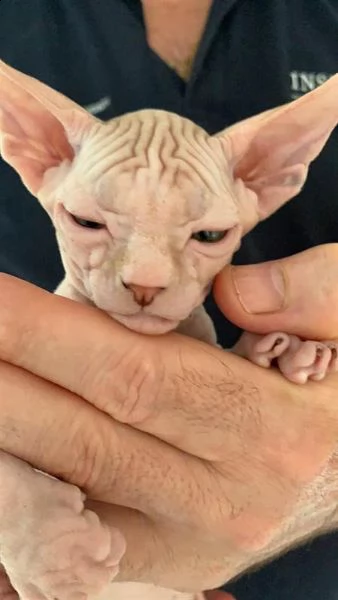 bellissimo gattino sphynx canadese | Foto 4
