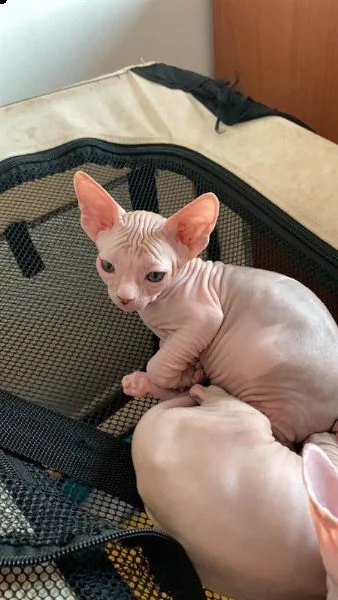 bellissimo gattino sphynx canadese | Foto 3