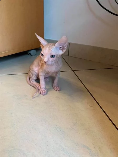 bellissimo gattino sphynx canadese