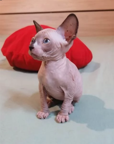 bellissimo gattino sphynx canadese | Foto 2