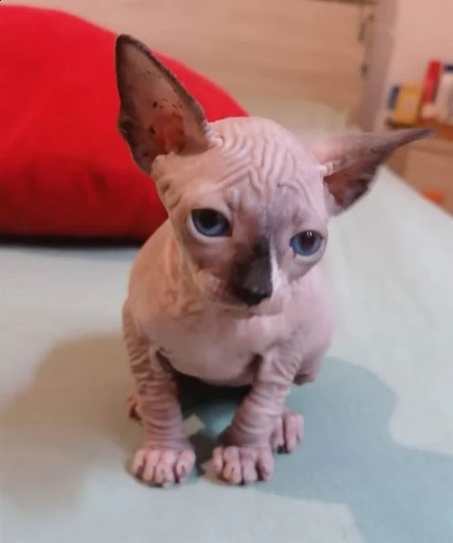 bellissimo gattino sphynx canadese | Foto 1