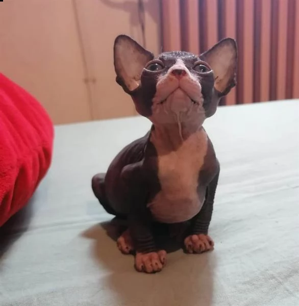 bellissimo gattino sphynx canadese | Foto 0