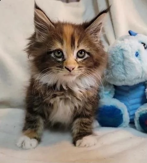 splendide cucciolate di gattini maine coon. | Foto 3