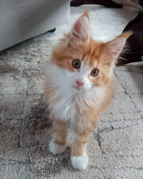 splendide cucciolate di gattini maine coon.