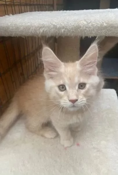 splendide cucciolate di gattini maine coon. | Foto 2