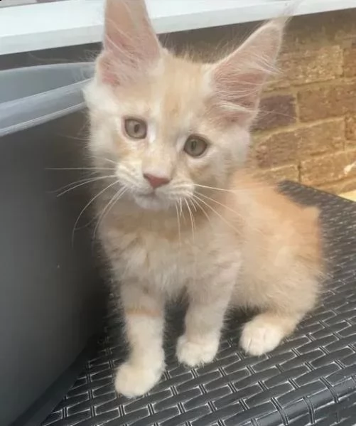 splendide cucciolate di gattini maine coon. | Foto 1