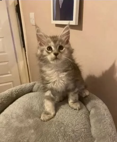splendide cucciolate di gattini maine coon. | Foto 0