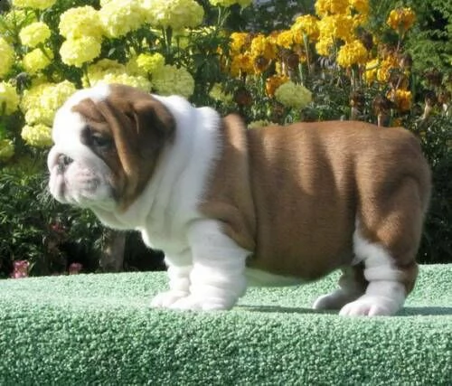 regalo cuccioli di bulldog inglese disponibili