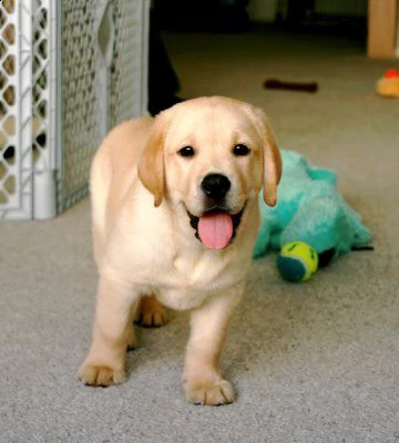 regalo disponibili cuccioli di labrador | Foto 1