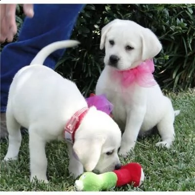regalo disponibili cuccioli di labrador