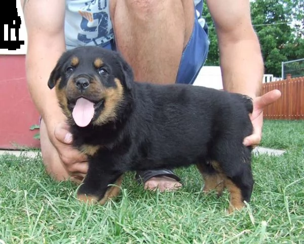 rgalo cuccioli di rottweiler. | Foto 0