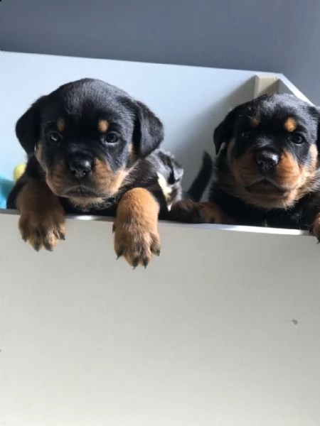 rottweiler cuccioli introvabili cuccioli di rottweiler intelligenti e dolcissimi attaccati al padron