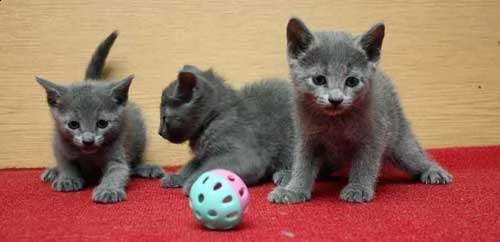 3 gattini certosini per l'adozione ho 3 bellissimi gattini certosini disponibili per l'adozione. son