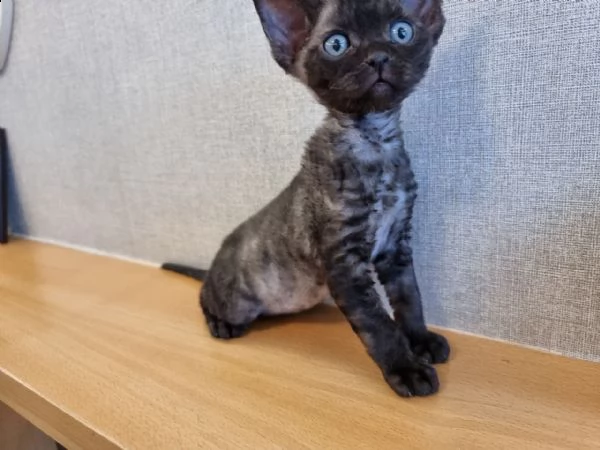 gattini affettuoso exotic gattini exotic per dare a gattini, adorabili 3 mesi, affettuoso, vaccinati | Foto 0