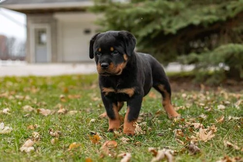 regalo cucciolo di rottweiler con un cappotto duro per natale