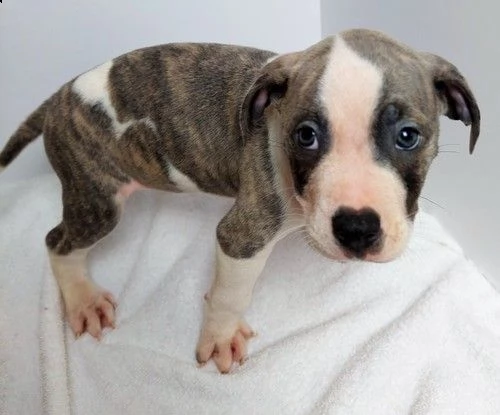 regalo cuccioli pitbull per natale