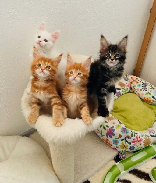 splendidi cuccioli di maine coon