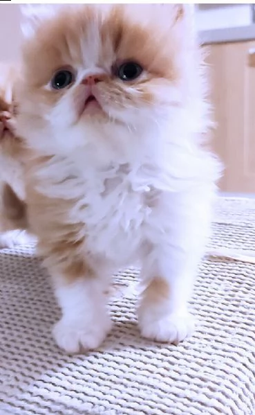 gattini persiani