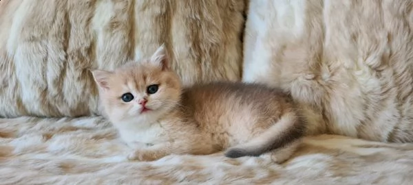 cucciolo british shorthair