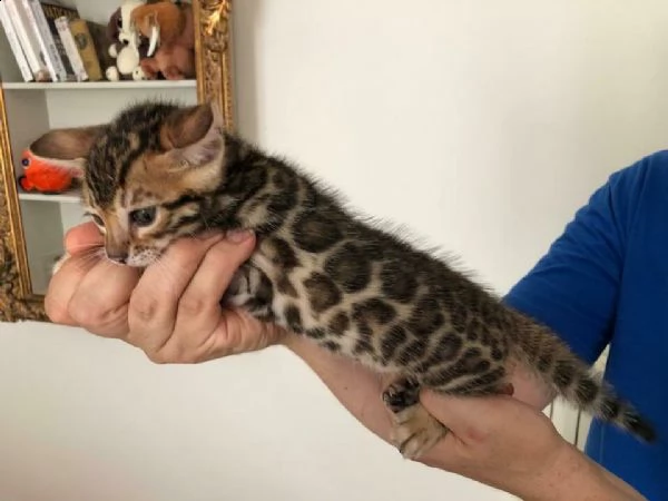 bengal cuccioli . 