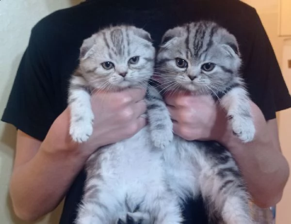 sono dei bellissimi gattini scottish-fold c