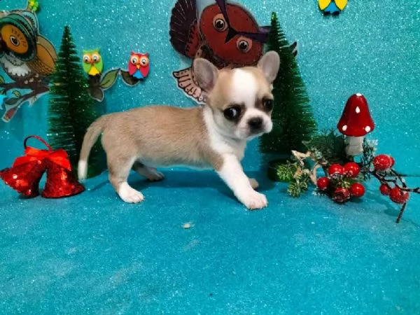 chihuahua bicolore bianco e crema