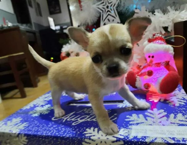disponibili piccoli chihuahua
