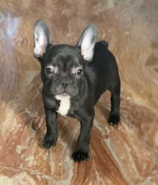 cucciolo di bulldog francese