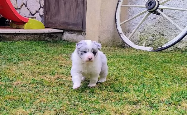 Cuccioli di Border Collie  | Foto 0