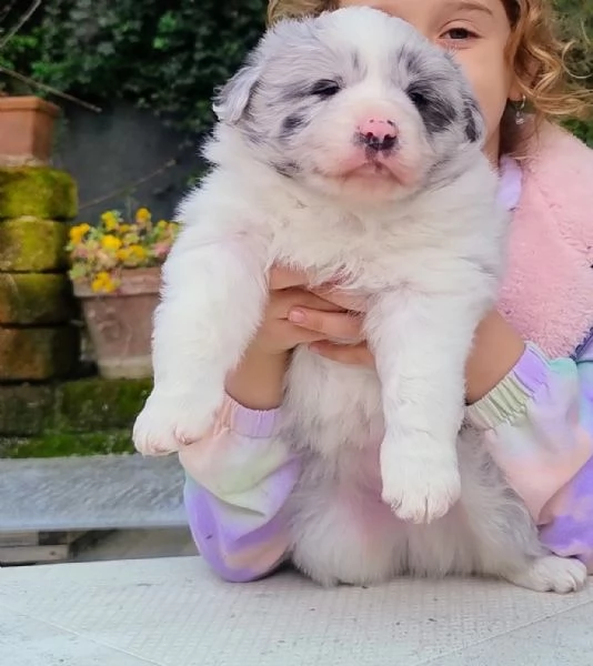 Cuccioli di Border Collie 
