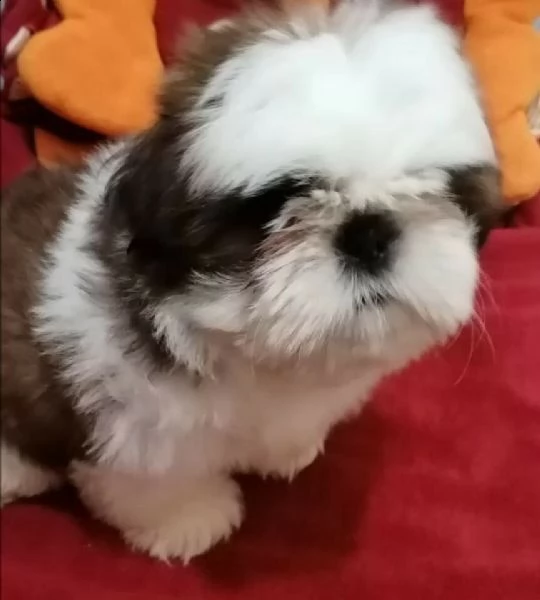 shitzu bianco e rossi e bianco e oro