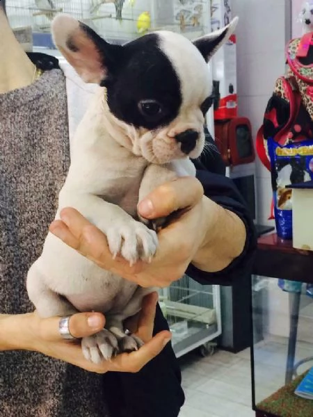cuccioletti di bulldog francese, di due mesi e mezzo