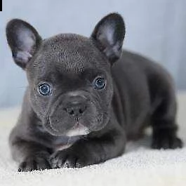 cuccioletto di bulldog francese occhi blu