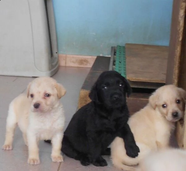 labrador cuccioli miele e neri