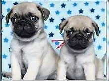 cucciolo di carlino buonissimo tenerissimo